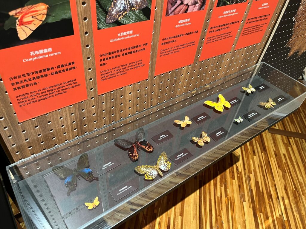 Butterfly exhibition at the National Taiwan Museum